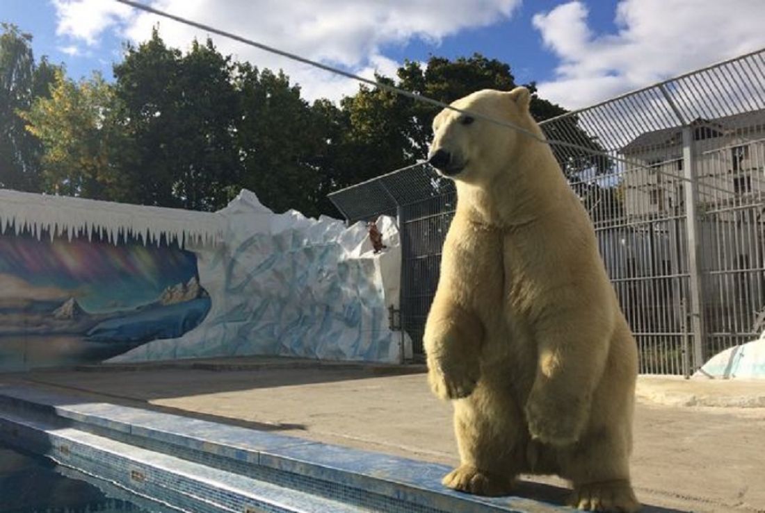 Пензенский зоопарк сайт. Зоопарк Пенза. Пенза зоопарк белый медведь. Белый медведь в Пензенском зоопарке.