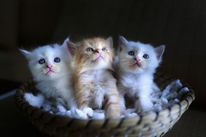 Причиной эвакуации из «Коллажа» в Пензе стали котята