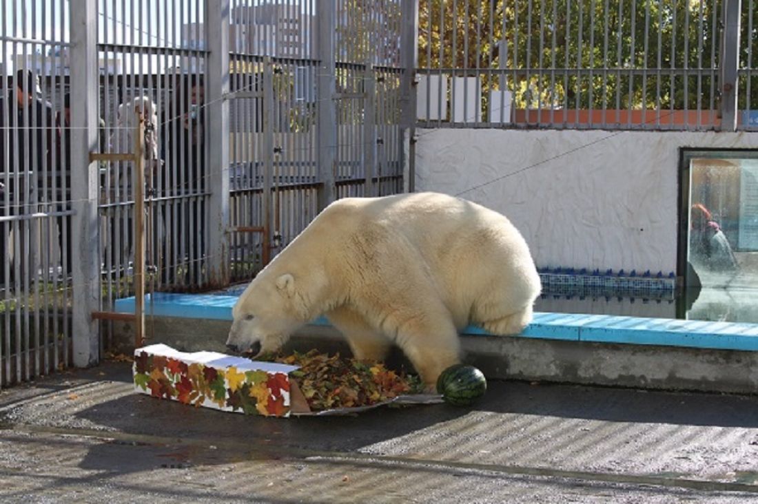 Пензенский зоопарк сайт. Зоопарк (Пенза) Пенза. Пензенский зоопарк. Зоопарк в Пензенской области. Пенза зоопарк белый медведь.