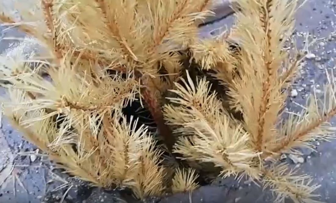 На улице Вадинской в Пензе из-под ног уходит асфальт. Видео