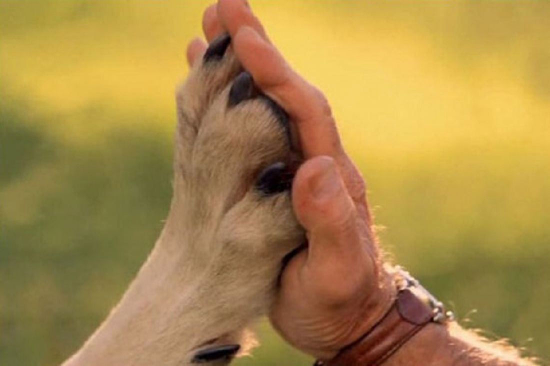 Лапка друга. Собака друг человека. Дружба собаки и человека. Рука и лапа. Лапа собаки и рука человека.
