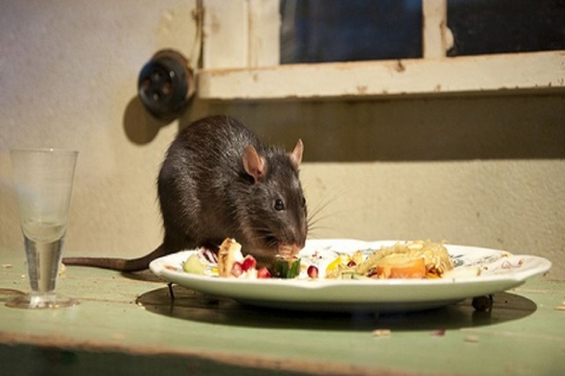 Едят ли мышей. Мышь на кухне. Крыса на кухне. Крыса на столе.