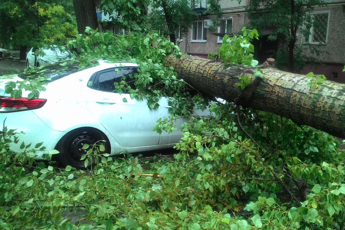 Ночью в Ленинском районе огромное дерево раздавило три машины