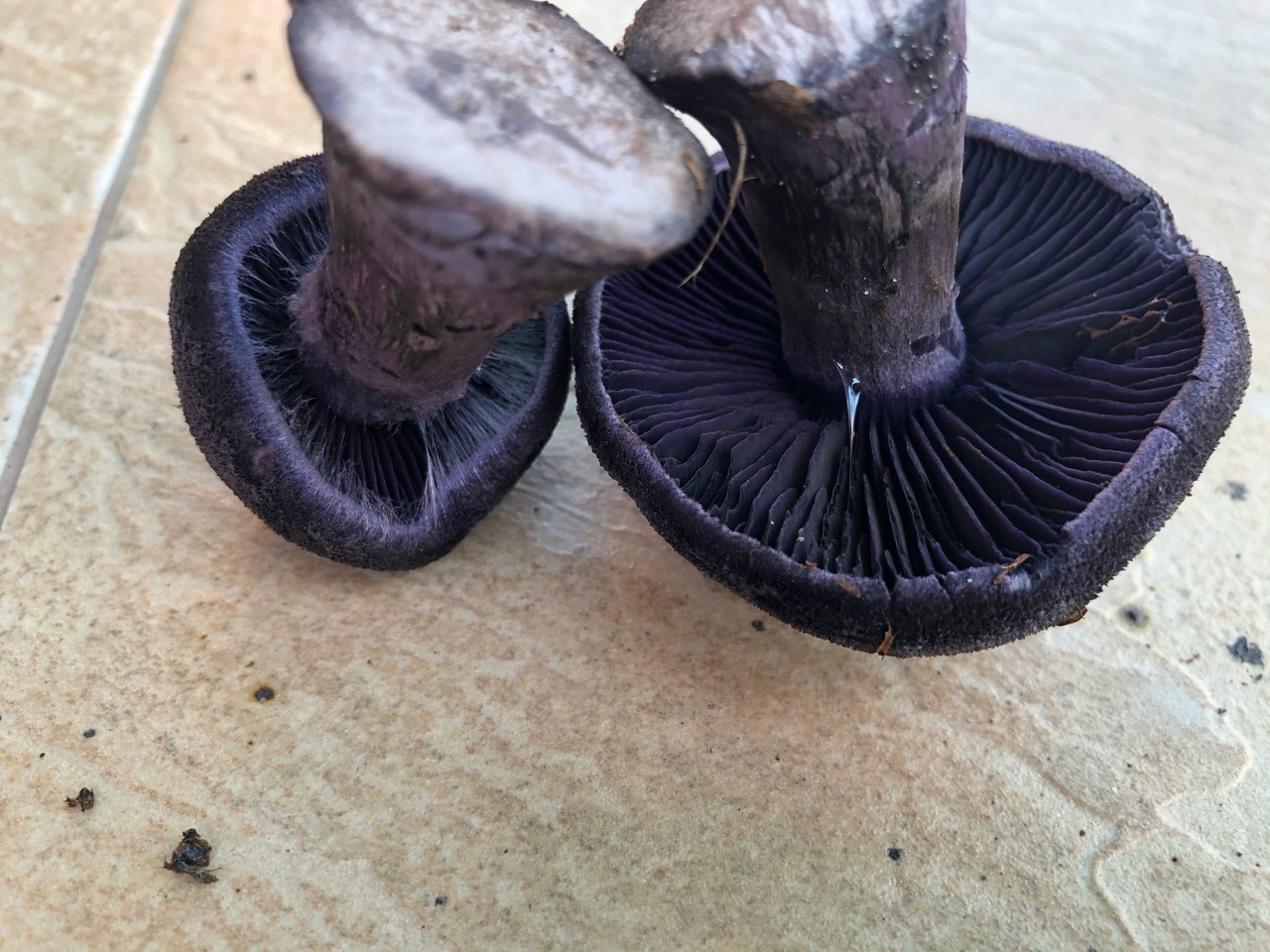 Большой лысый чернильный гриб