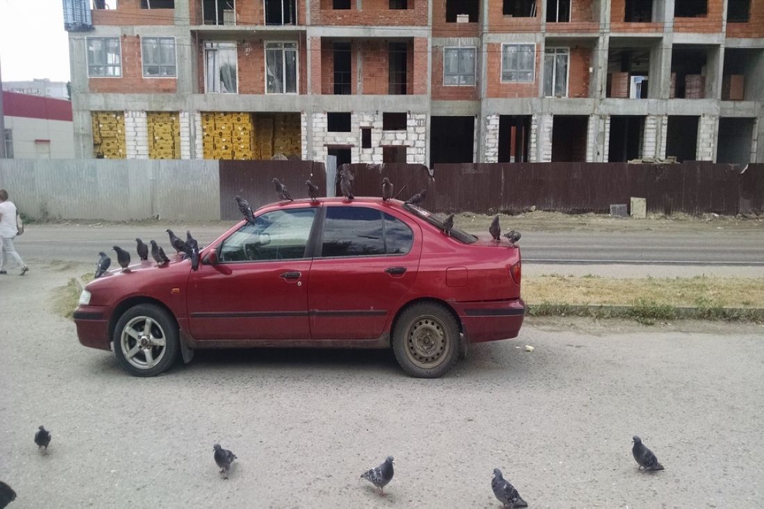 В Пензе голуби оккупировали автомобиль