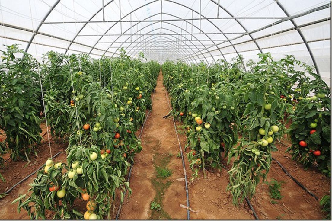 Развитие овощеводства. Овощеводство открытого грунта. Теплица с овощами. Растениеводство томаты. Овощи выращиваемые в России.