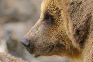 Прогуливающийся по улице медведь из пензенского цирка напугал жителей