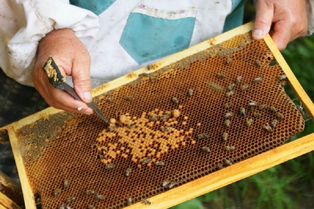 Пчеловодство для начинающих. Пасечное Пчеловодство марийцев. Пчелы и Пчеловодство. Пчелы собирают мед.