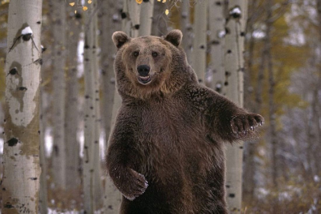 Медведь На Задних Лапах royalty-free images