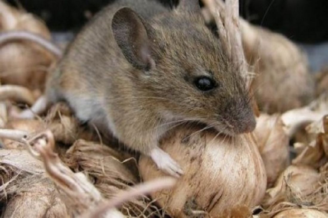 Мыши живущие в лесу. Полевая мышь. Грызуны вредители. Домовая мышь. Мышка полевка.