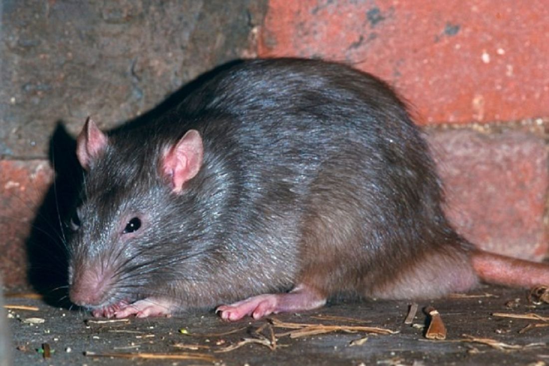 Шерстистая крыса Босави