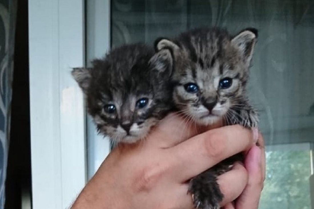 У каких кошек на лбу буква м. Котята с м на лбу. Котенок с буквой м. Серый котенок с буквой м на лбу.