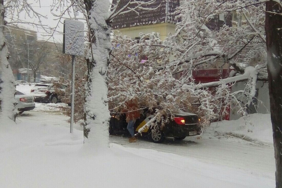 «Не везет им». В Пензе на «Яндекс.Такси» упало дерево
