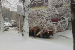 «Не везет им». В Пензе на «Яндекс.Такси» упало дерево
