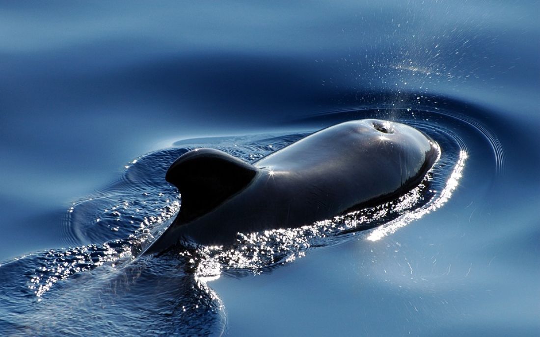 В Таиланде умер черный дельфин, проглотив 80 пакетов из пластика