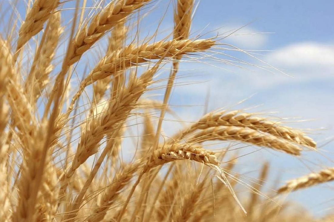 Пшеничные культуры. Пшеница. Зерновые культуры. Пшеница фото. Зерновые культуры пшеница.