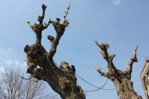 Фотовзгляд: Культурные культи