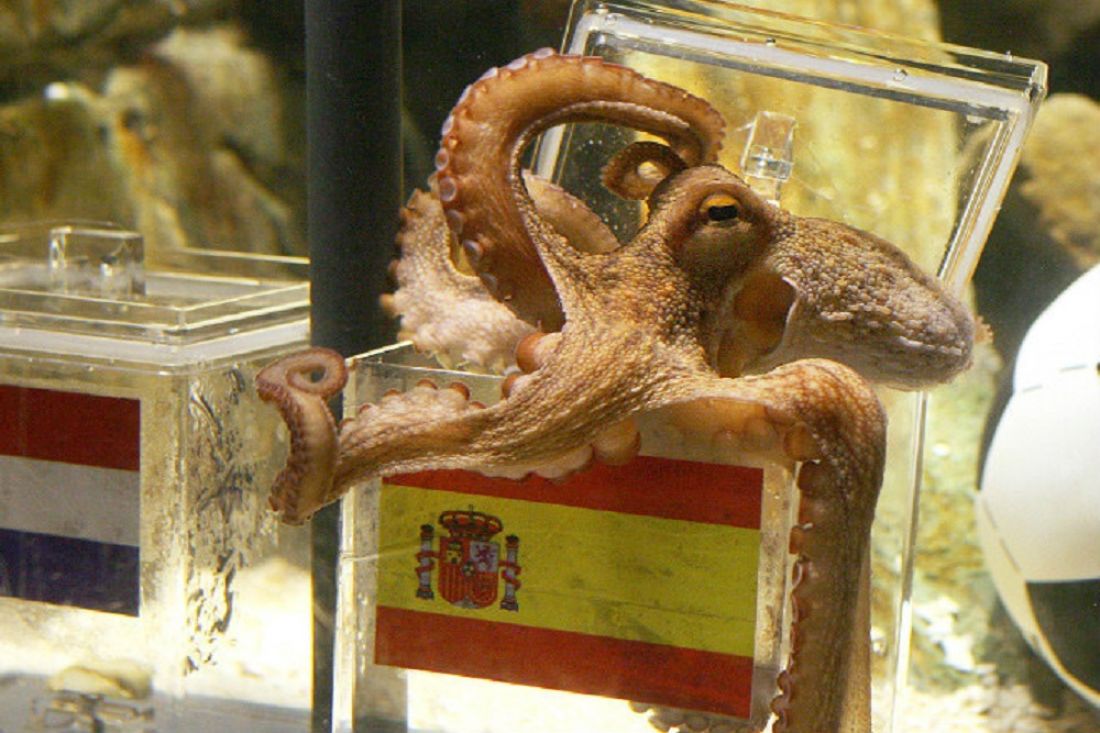 Предсказатель осьминог пауль. Осьминог пауль предсказания. Осьминог оракул пауль. Осьминог пауль футбол. Осьминог пауль хиндемит.