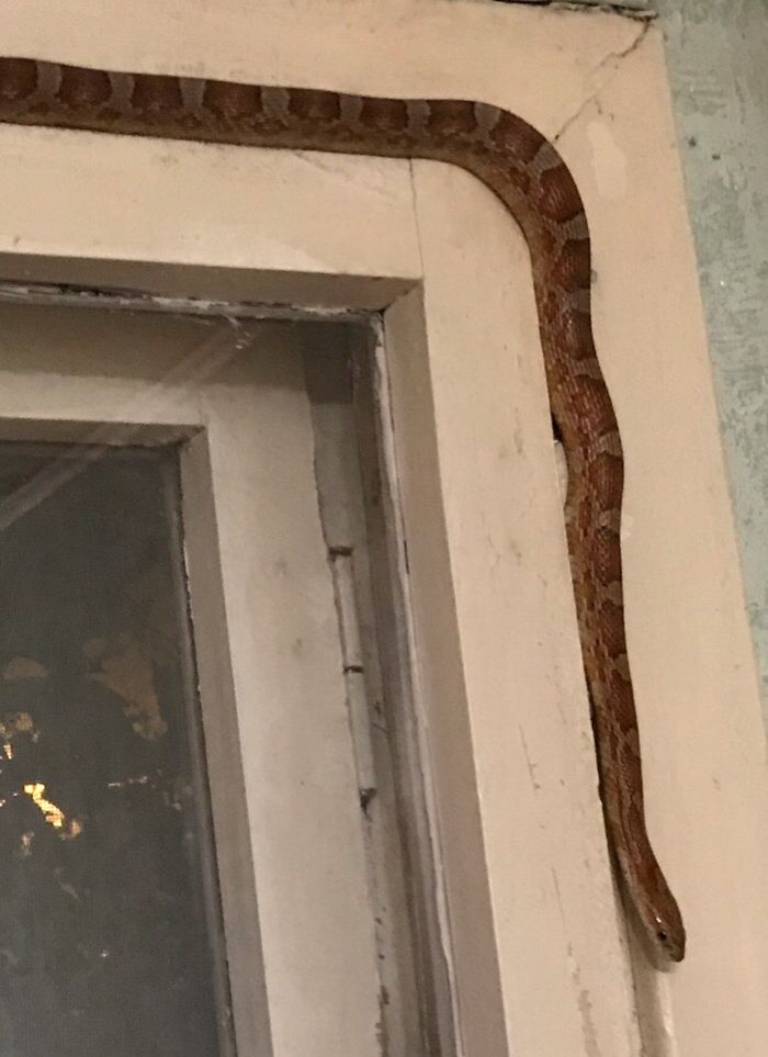 «Змеи лезут в дом»: специалист прокомментировала обстановку со змеями в Ставропольском крае
