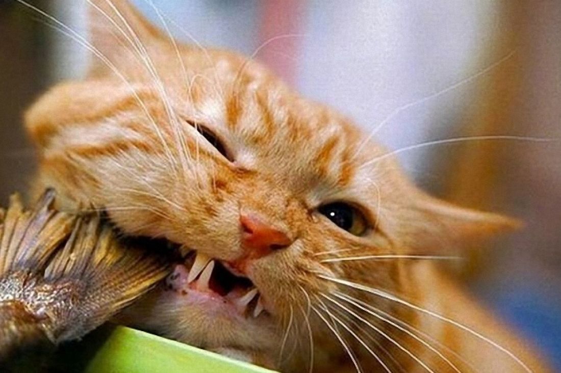 Кот с рыбой в зубах