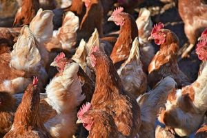 В Пензенской области растут показатели животноводства