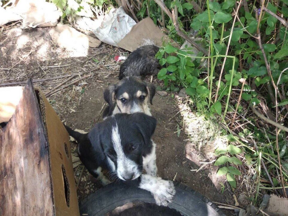 Как топить щенков. Как топить щенков. Как топить щенков. Выводка щенков. Как топить щенков.