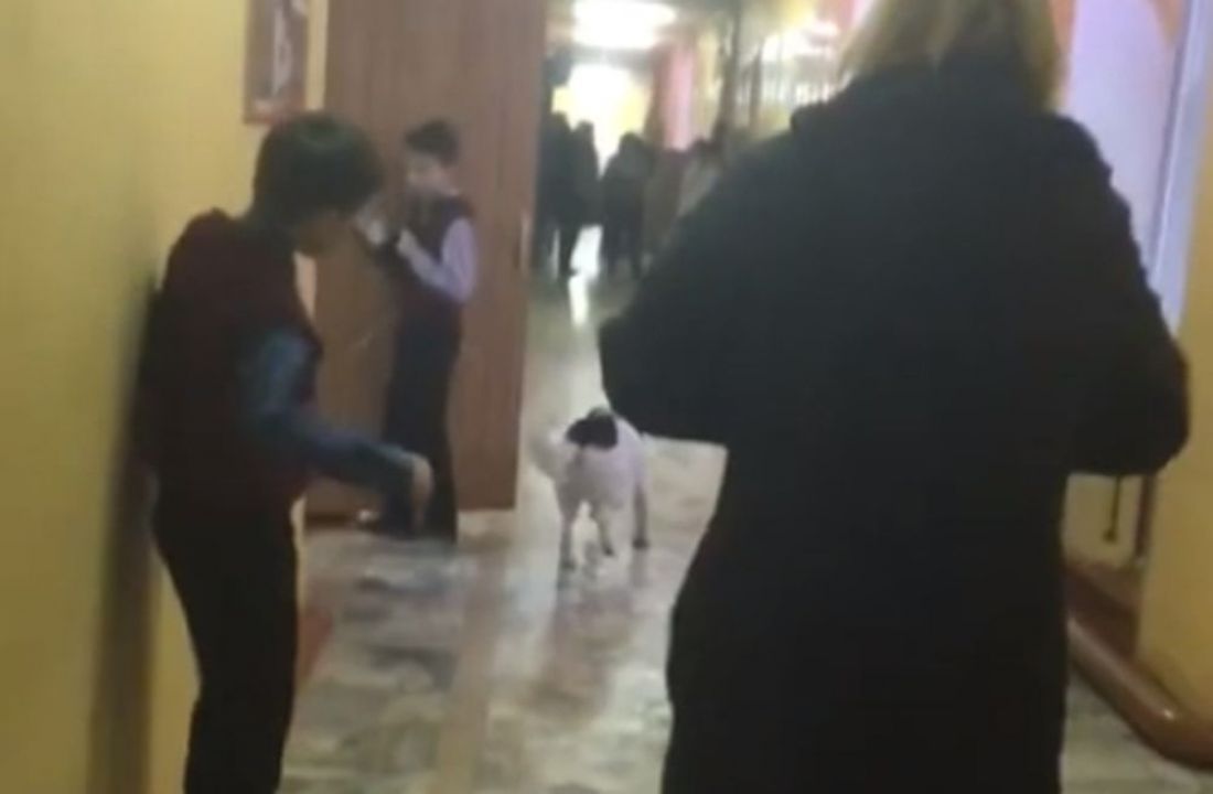 Пензенскую школу взбудоражила вбежавшая дворняга. Видео