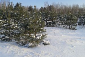 За выходные пензенские охотники пять раз нарушили закон