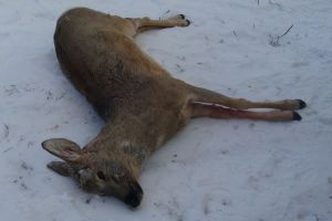 В Пензенской области на двух косуль напали охотничьи собаки