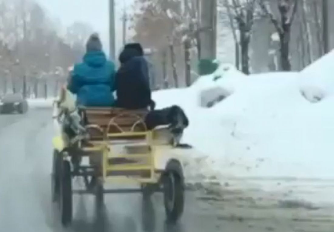 Когда увидел цены на бензин». Жители Пензы вновь пересаживаются на гужевой  транспорт. Видео