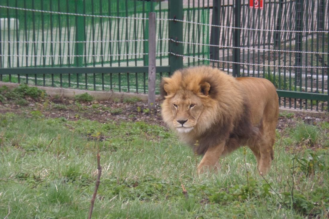 Лев из Пензы переехал в Воронеж