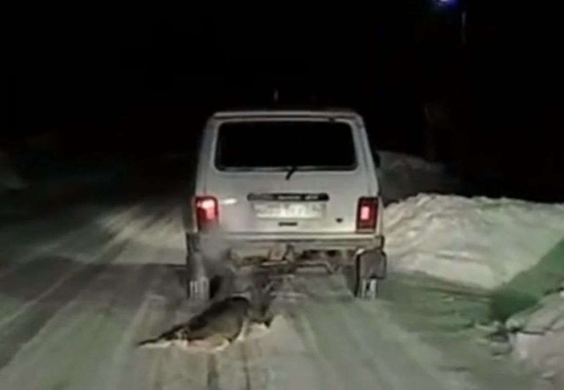 В Пензенской области на видео попал дикий случай с волочащейся за едущей  машиной собакой