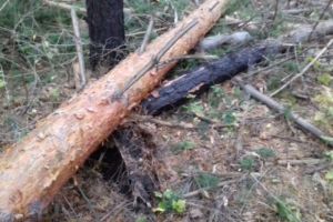 Житель Пензенской области по неосторожности убил человека в лесу