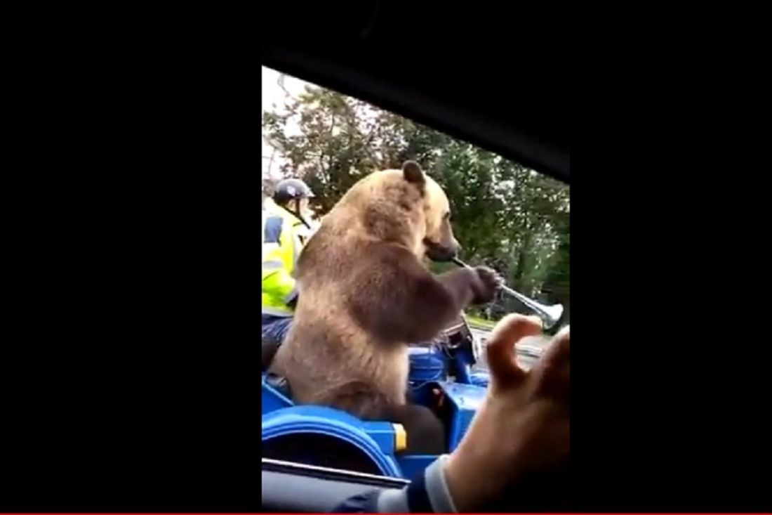 В Сети появилось видео с медведем, который едет на мотоцикле по Пензе