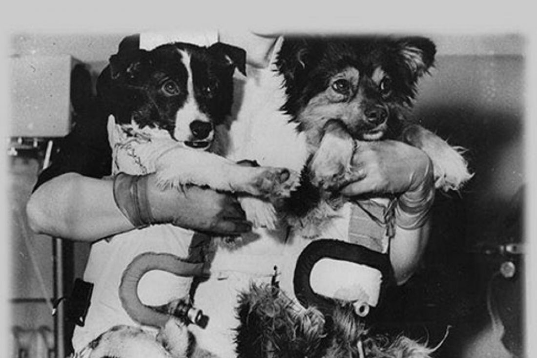 Ветерок собака космонавт. Советские собаки космонавты. Ветерок собака космонавт. Ветерок собака космонавт. Собаки в космосе.