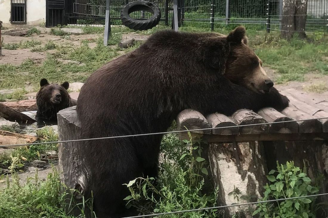 В пензенском зоопарке устал медведь