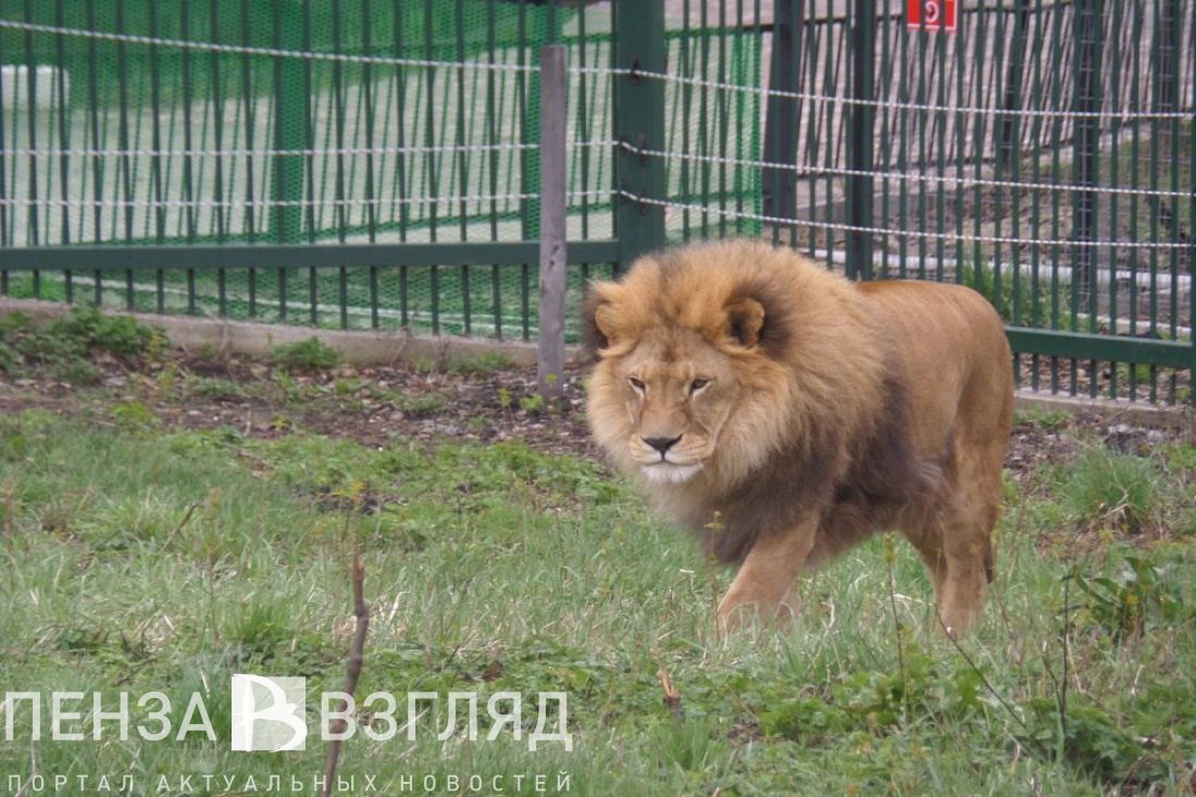 В Пензенском зоопарке изменится режим работы
