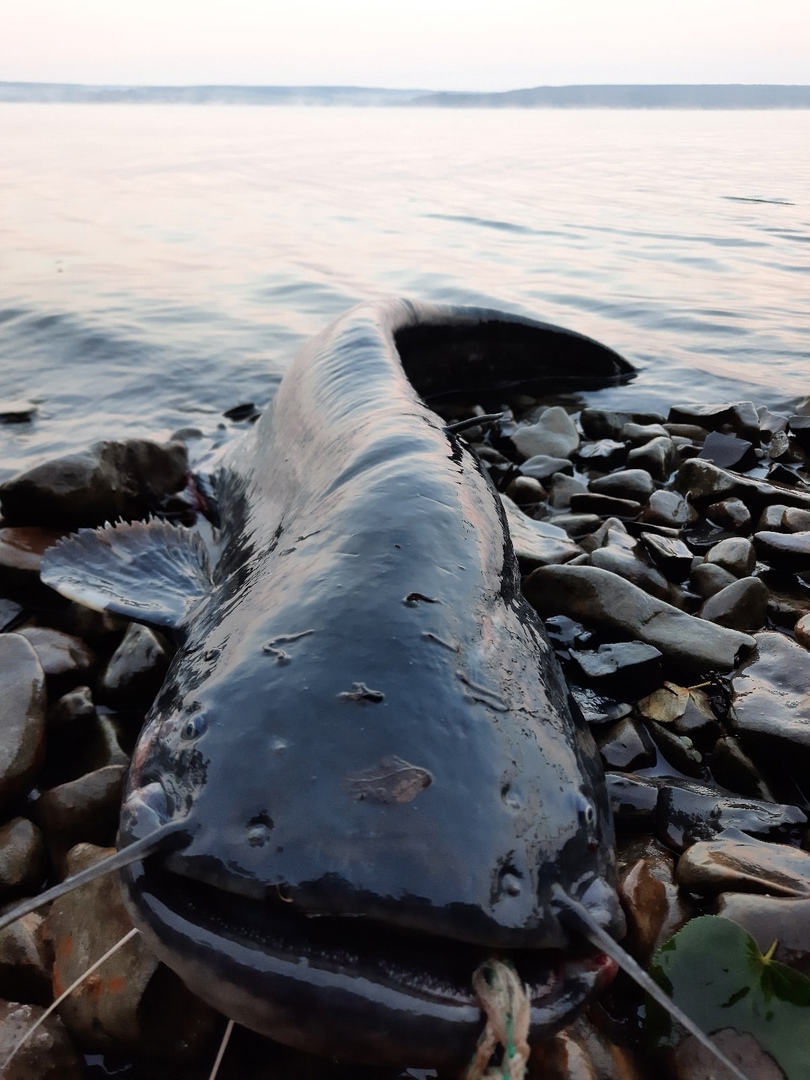 Сом на водохранилище. Сом Сурское водохранилище. Сомы в Сурском водохранилище. Сомы в Сорочинском водохранилище. Самый большой сом на Сурском водохранилище.