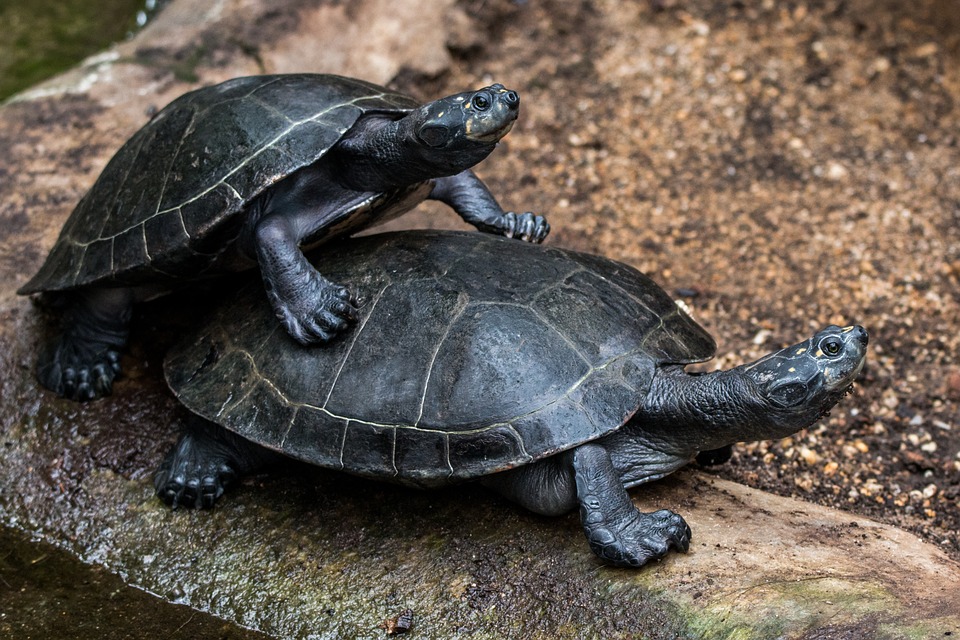 11 удивительных фактов о черепахах (и как их отличить)
